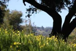 Founding The Immaculate Heart Monastery